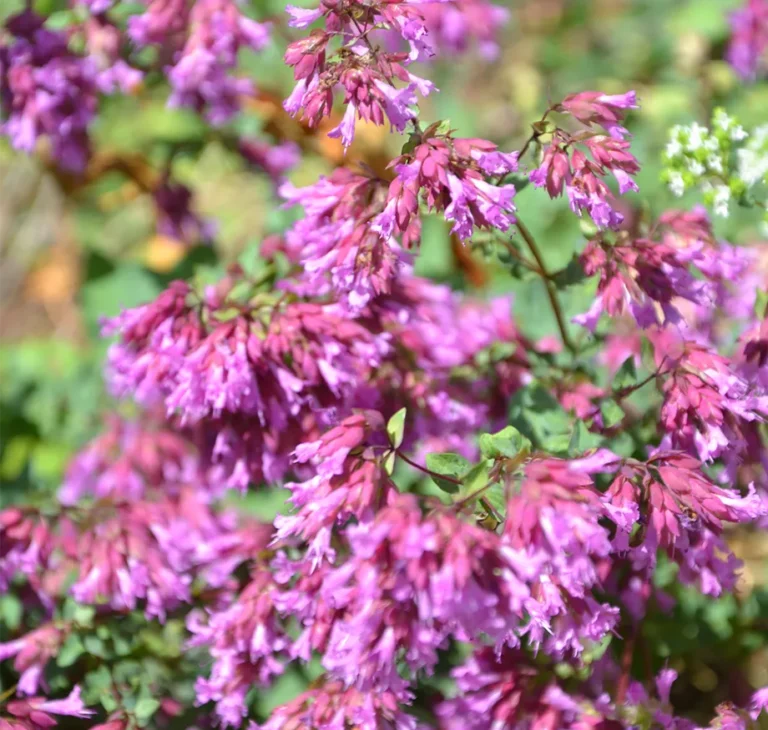 Individuelle Kräuter­körbchen, Perfekt für Geschenke oder als persönliche Bereicherung